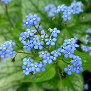 Brunnera macrophyllum flowers, photo by Todd Boland