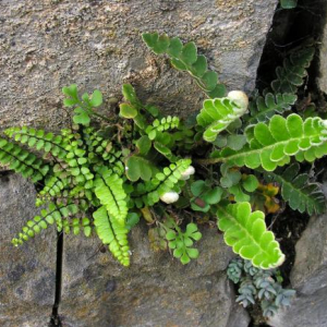 Asplenium ceterach; photo by Todd Boland