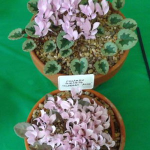 Cyclamen mirabile on the show table of an SRGC show.