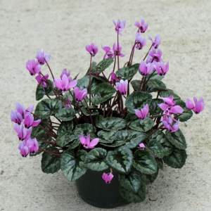 Cyclamen pseudibericum