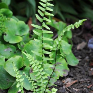 Asplenium platyneuron; photo by Todd Boland