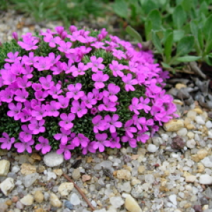 Dianthus myrtinervis ssp caespitosus, photo by Mike Slater