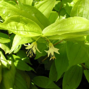 Prosartes hookeri