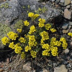 Draba incerta