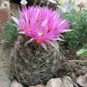 E. vivipara, photo by Panayoti Kelaidis