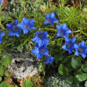 Gentiana sino-ornata