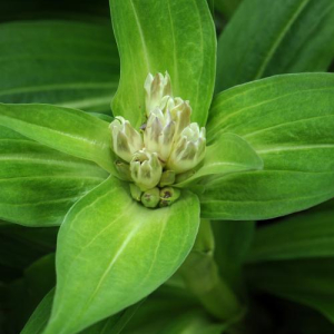Gentiana tibetica; photo by Todd Boland
