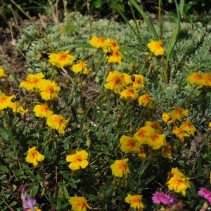 Helianthemum 'Ben Fhada'