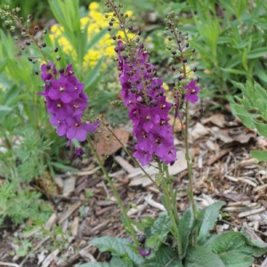 Verbascum atroviolaceum, a dwarf species; Calgary, AB.