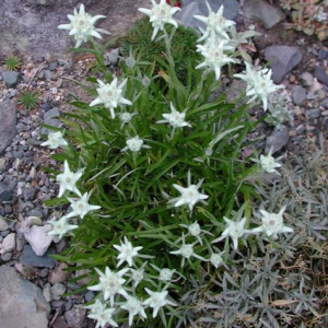 Leontopodium wilsonii; phoot by Todd Boland