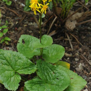 Ligularia subsagittata