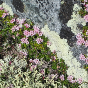 Loiseleuria procumbens