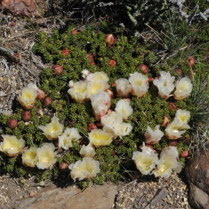 Maihuenia patagonica
