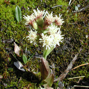 Petasites nivalis