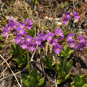 Primula auriculata in the wilds of the Greater Caucasus