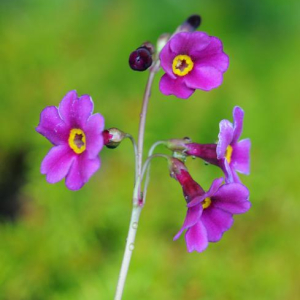 Primula poissonii