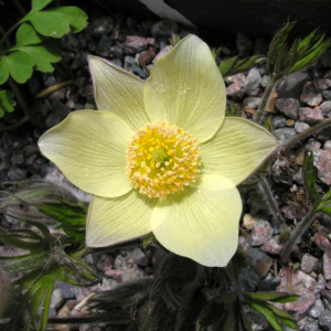 Pulsatilla patens subsp. flavescens; photo by Todd Boland