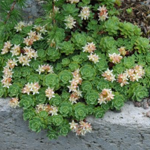 Rhodiola pachyclados