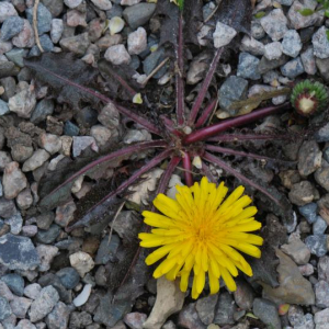Taraxacum rubrifolium