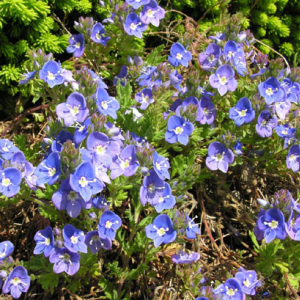 Veronica pectinata