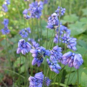 Allium sikkimense; Calgary, AB.