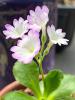 Primula Flower