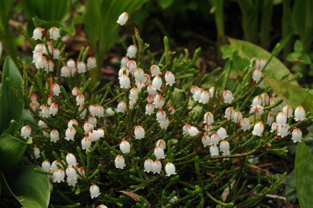 Cassiope mertensiana