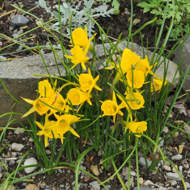 Narcissus bulbocodium 'Golden Bells'