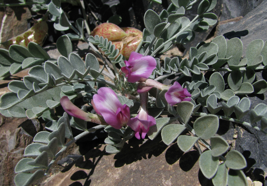 Astragalus chamaeleuce