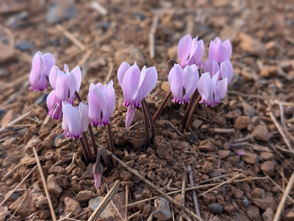 Cyclamen graecum