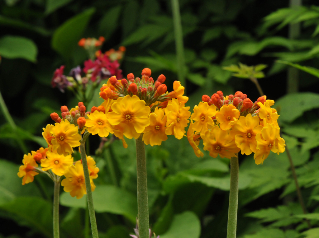 Primula bulleyana