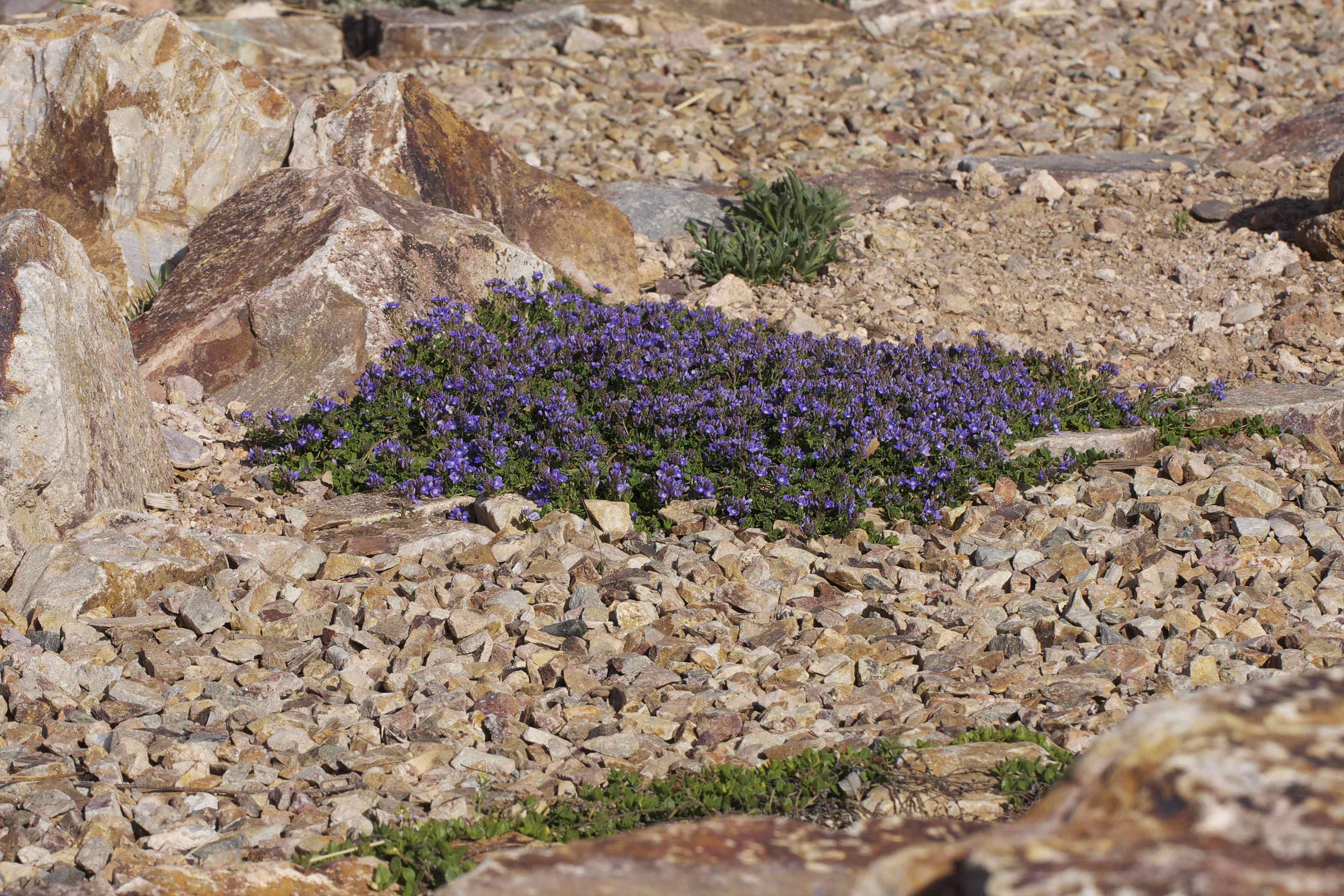 Velcro Plant - Desert Rock Nettle - Stone Creek Trail - Gr…