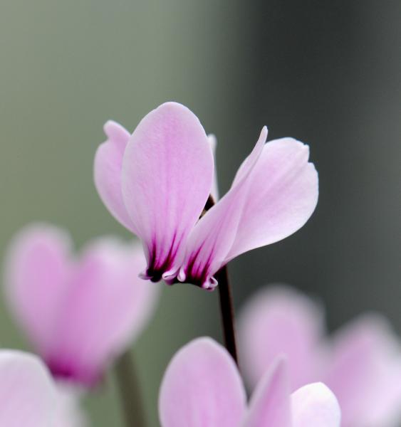 Cyclamen graecum close-up