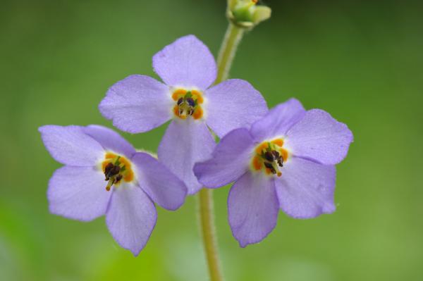 Close-up of Ramonda serbica flowers