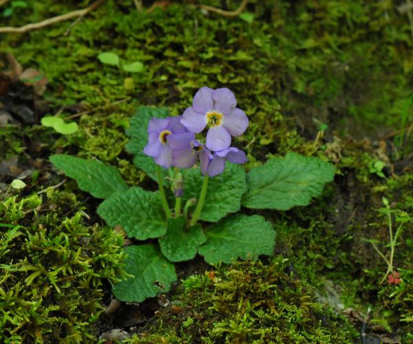 Ramonda serbica in the wild, growing among moss on limestone rock.