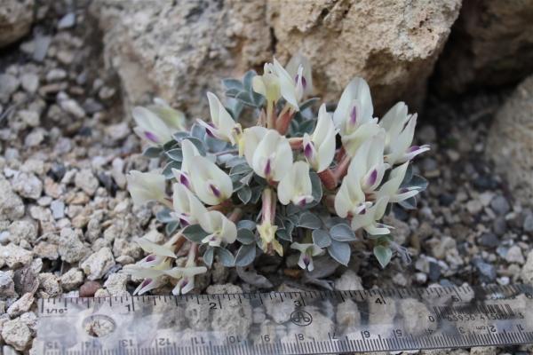 Astragalus loanus with ruler for scale.