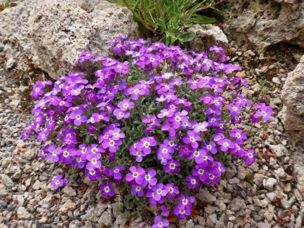 Aubrieta canescens - white-eyed form.