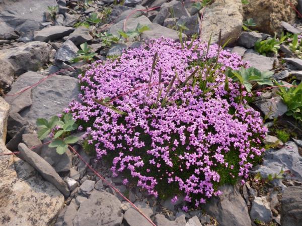 In the wild, Alberta Rockies.