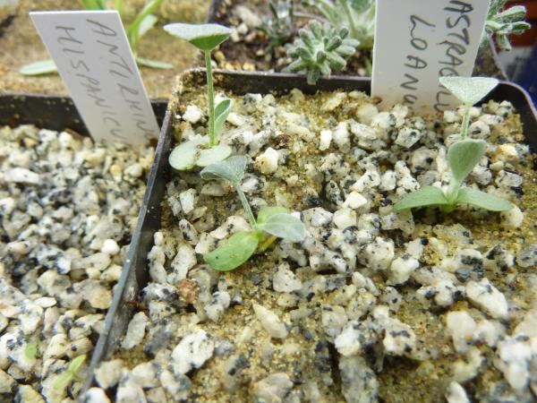 Rheum delavayi seedlings.
