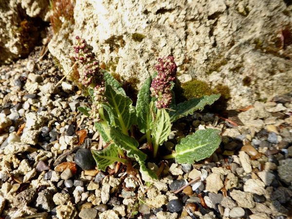 Rheum delavayi in bud.