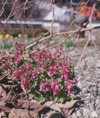 Corydalis