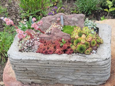 Cactus and Succulent Trough