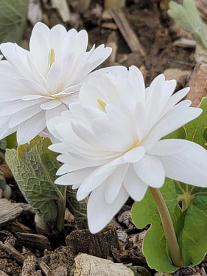 Bloodroot