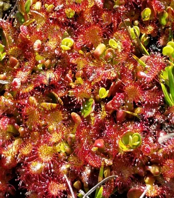 Drosera