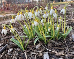 Galanthus ‘Primrose Warburg’ 