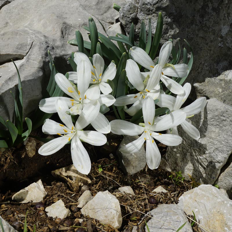 Sternbergia candida