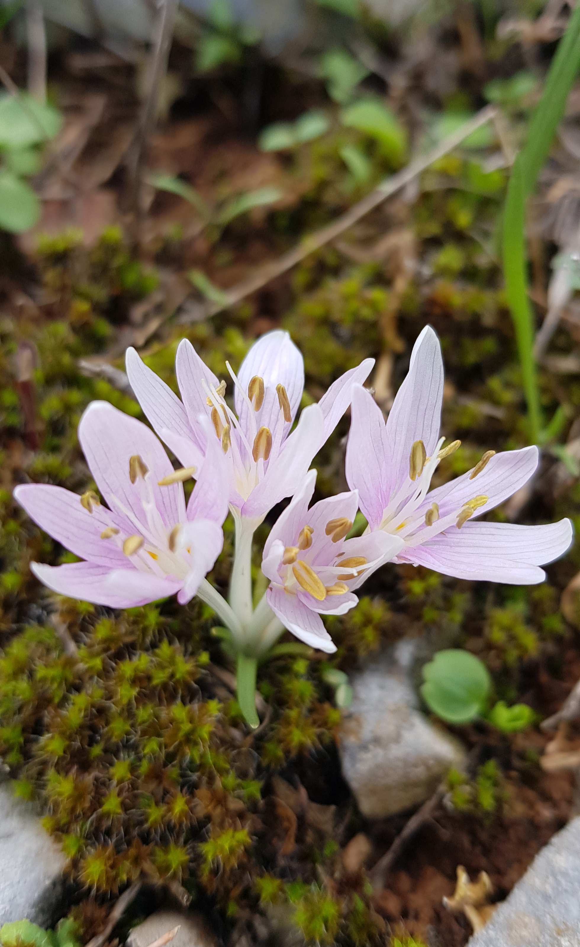 Colchicum cretense