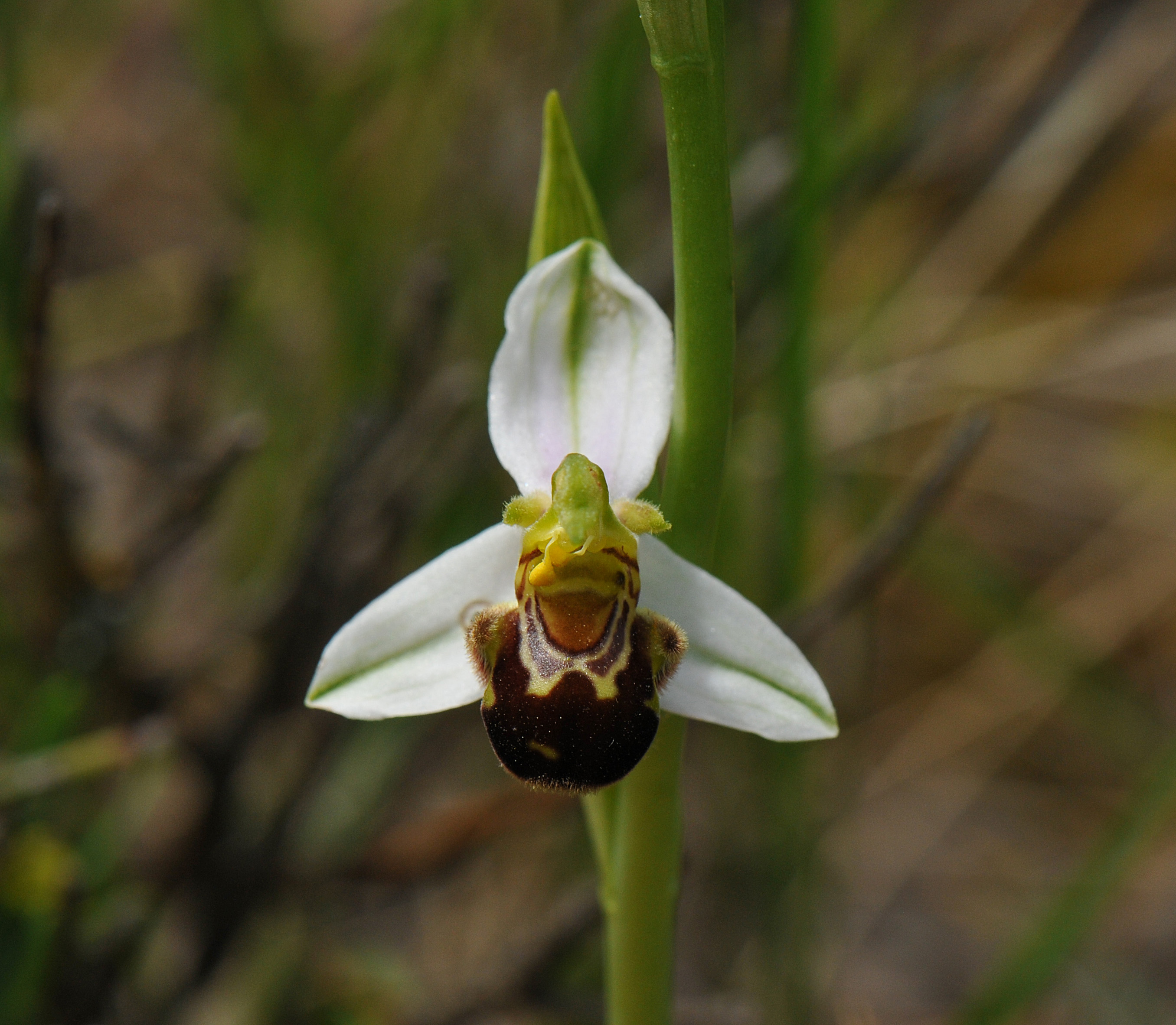 Ophrys apifera