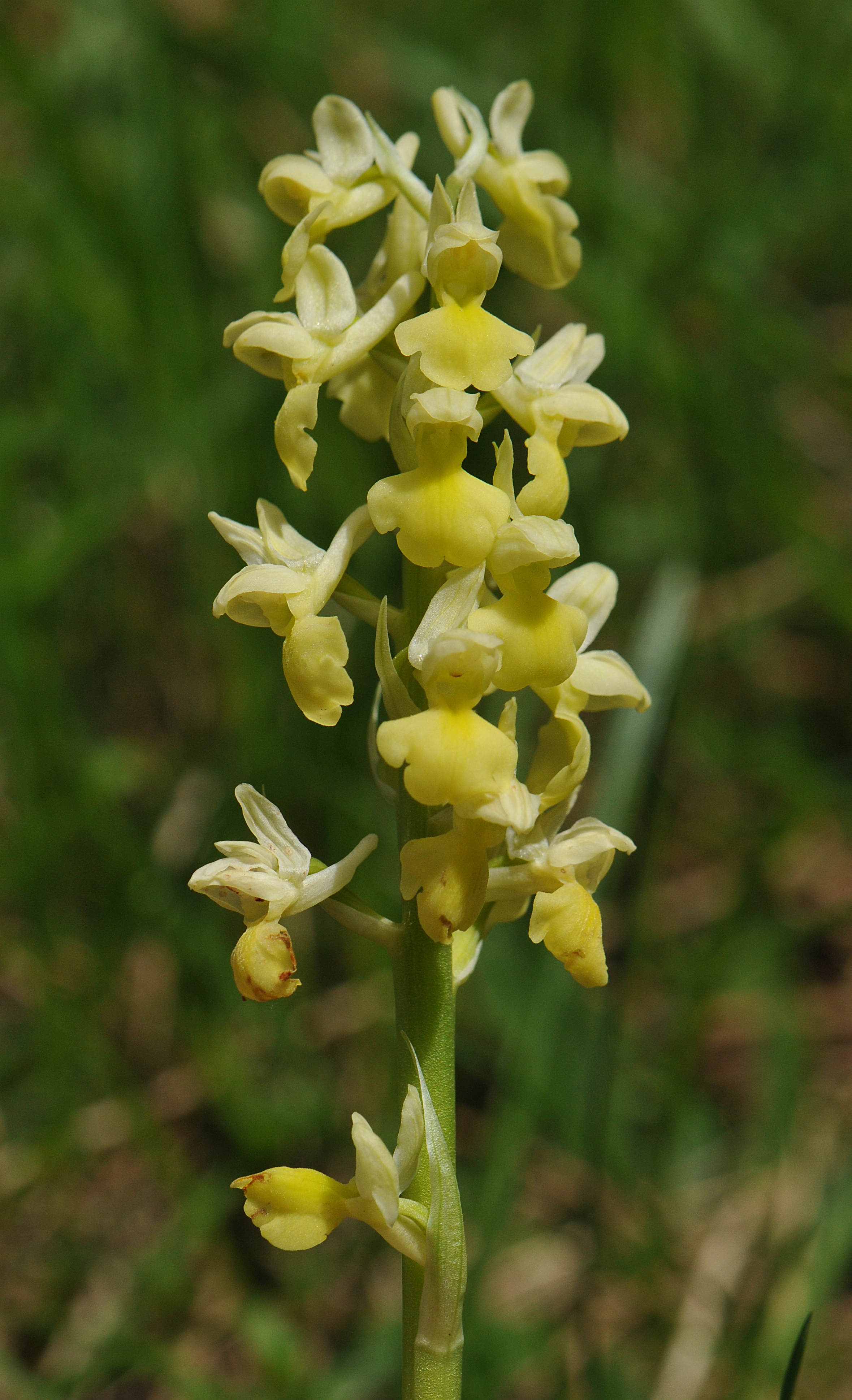 Orchis pallens
