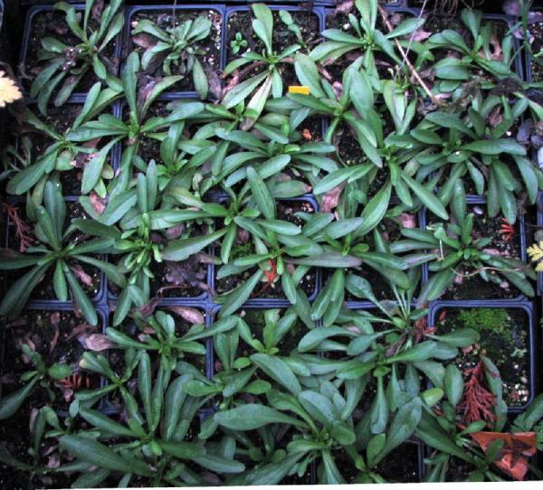 One-year-old seedlings of Gentianella detonsa superba.